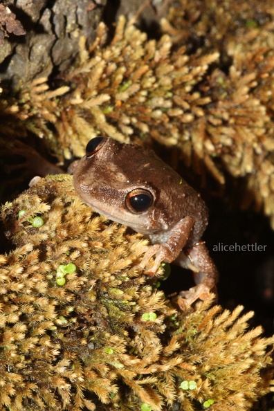 Coqui (Eleutherodactylus coqui)